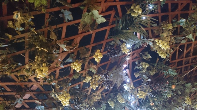Grape Vine dangling from the ceiling