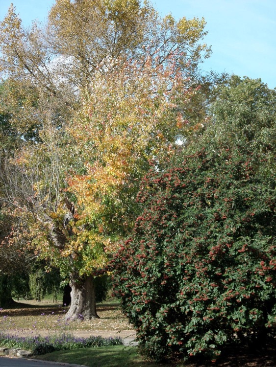 A photo of Dulwich Park