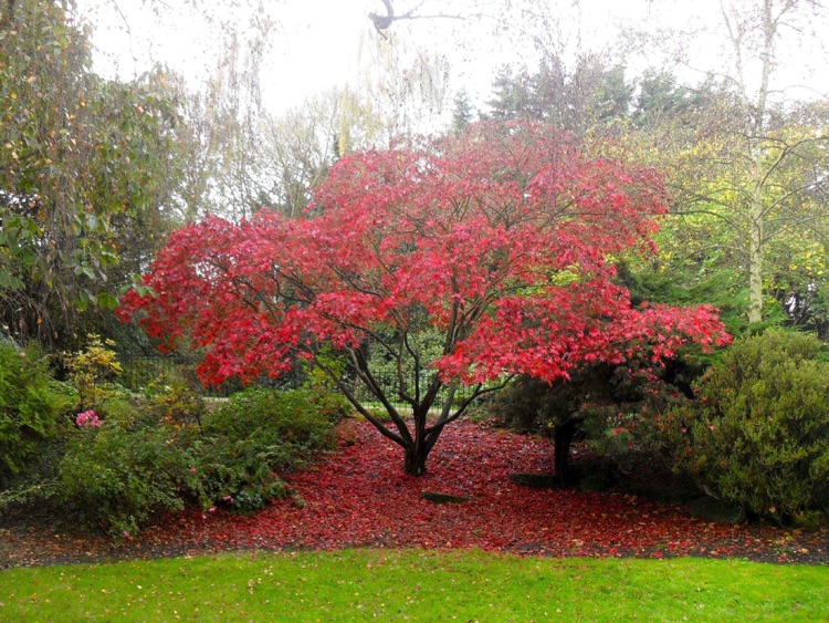 Japanese Garden