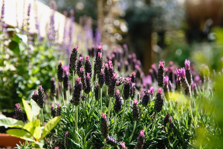 A photo of The Nunhead Gardener
