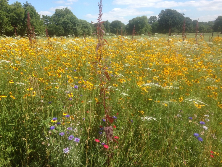 A photo of Dulwich Park