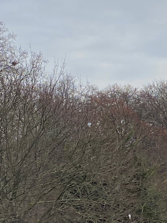 A photo of Battersea Park