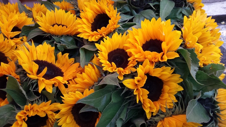 Sunflowers