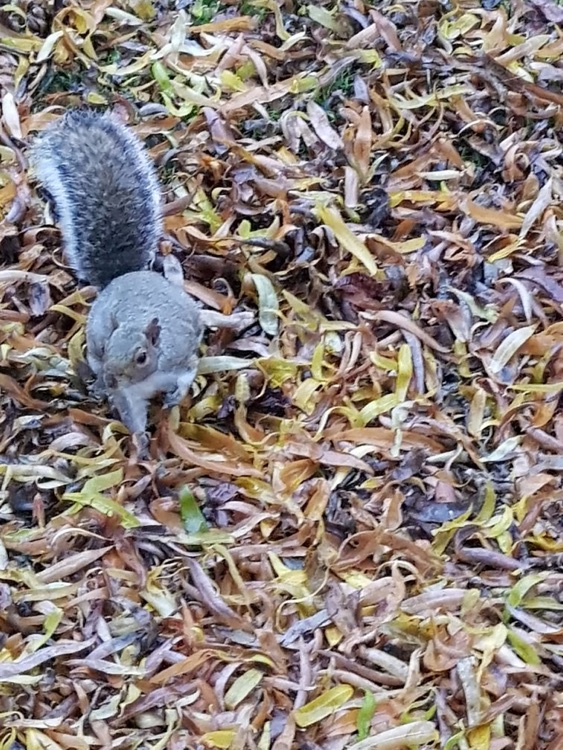 A photo of Ruskin Park