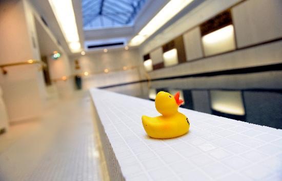 Duck by pool!