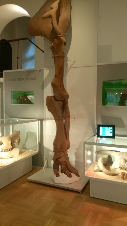 A photo of Earth Museum - Polish Academy of Sciences