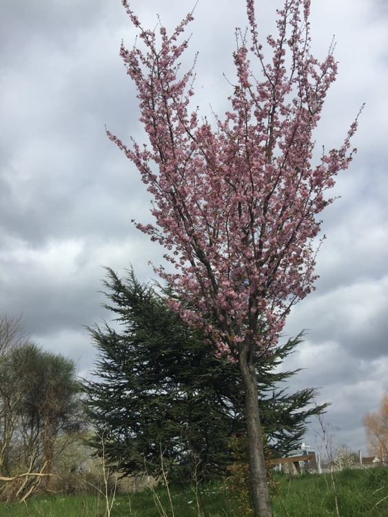 Alberi in fiore in primavera a Mile End Park