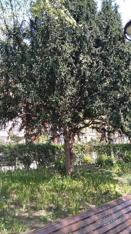 A photo of Chelsea Embankment Gardens