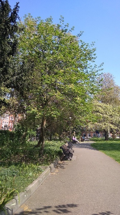 A photo of Chelsea Embankment Gardens