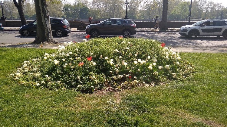 A photo of Chelsea Embankment Gardens