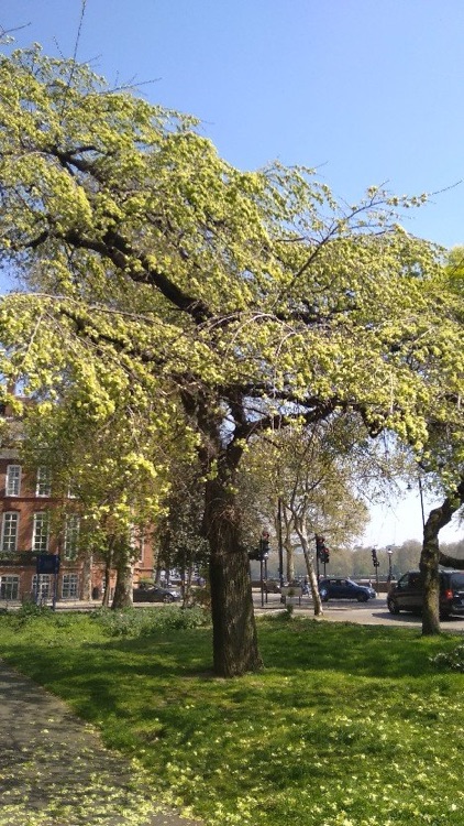 A photo of Chelsea Embankment Gardens