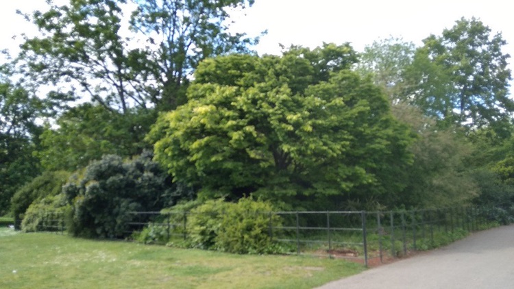 A photo of Battersea Park