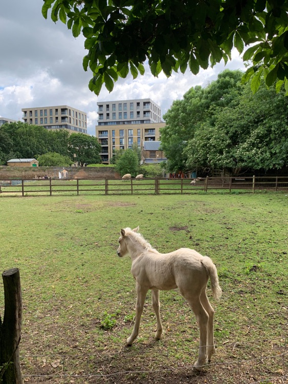 A photo of Haggerston Park