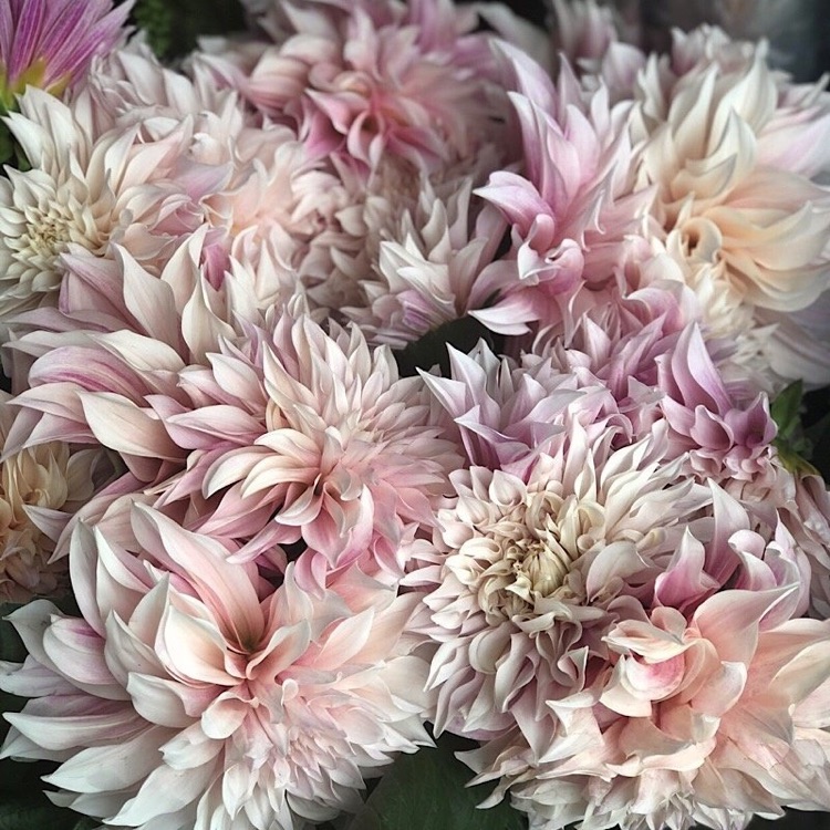 A photo of Columbia Road Shops & Flower Market
