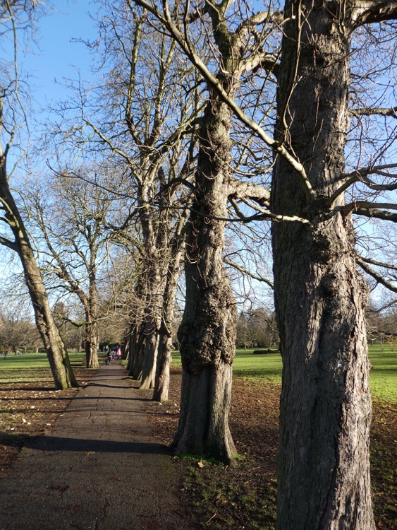 Ruskin Park, Denmark Hill, South London: an avenue of old oak trees
