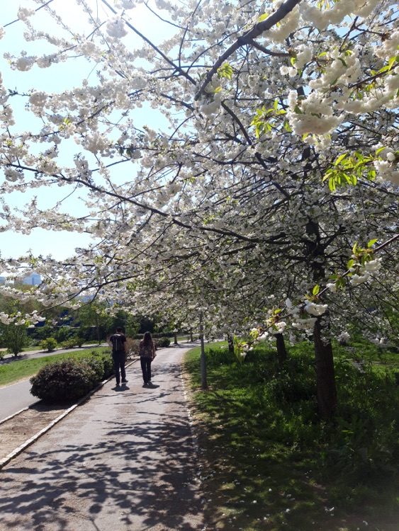 A photo of Mile End Park