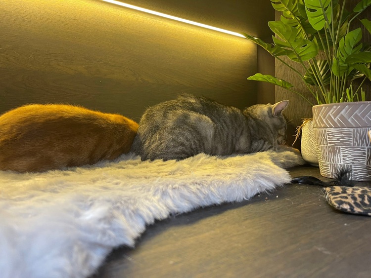 Фото: Java Whiskers