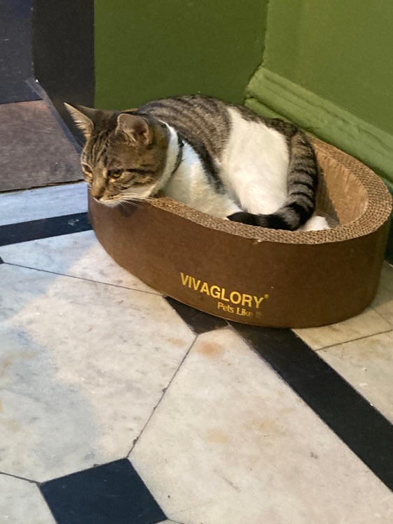 Une photo de Java Whiskers
