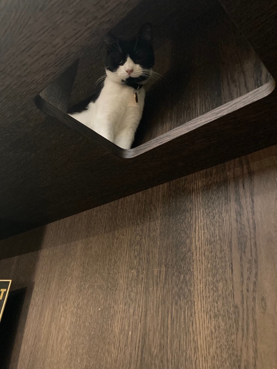 Une photo de Java Whiskers