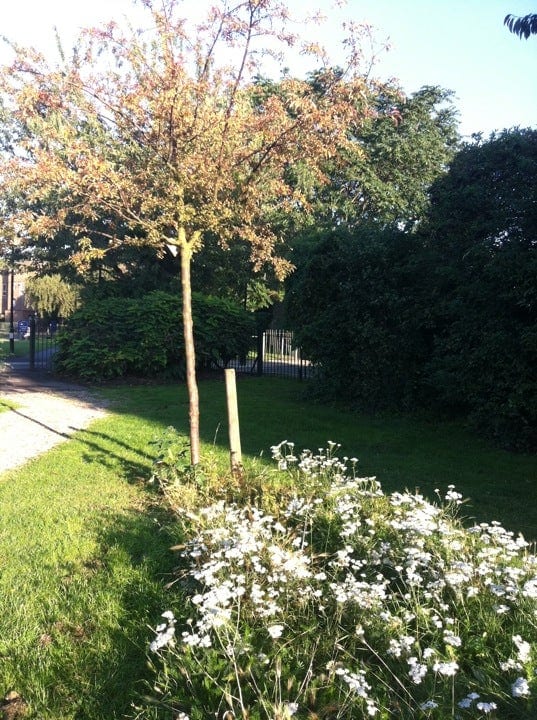 A photo of Ion Square Gardens