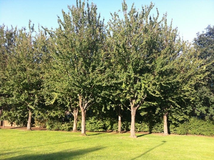 A photo of Ion Square Gardens