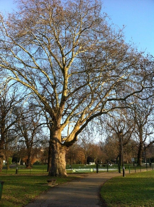 A photo of Ruskin Park
