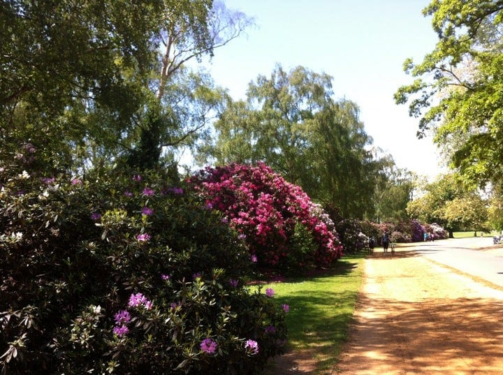 A photo of Dulwich Park