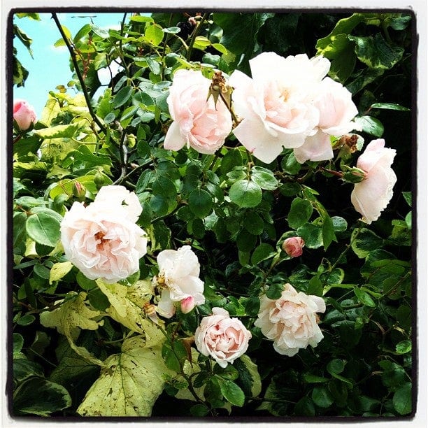 A photo of St Luke's Gardens