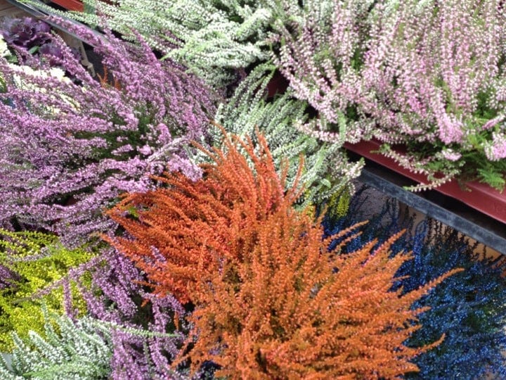 A photo of Columbia Road Shops & Flower Market