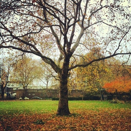 A photo of Bethnal Green Gardens