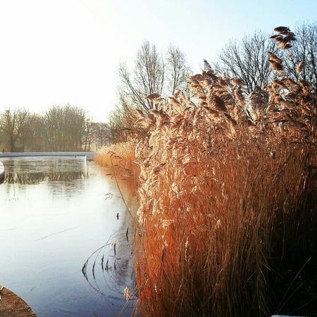A photo of Mile End Park