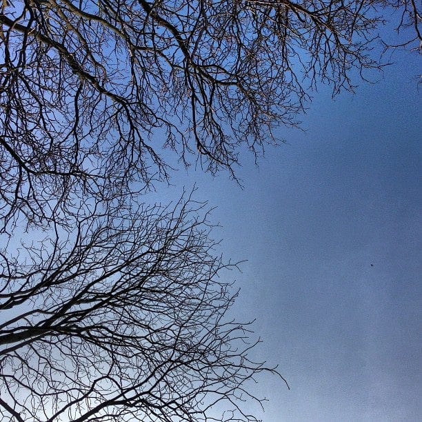 A photo of Brunswick Park
