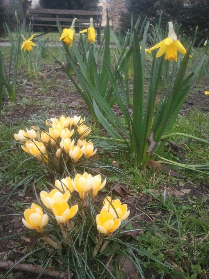 A photo of St George's Gardens