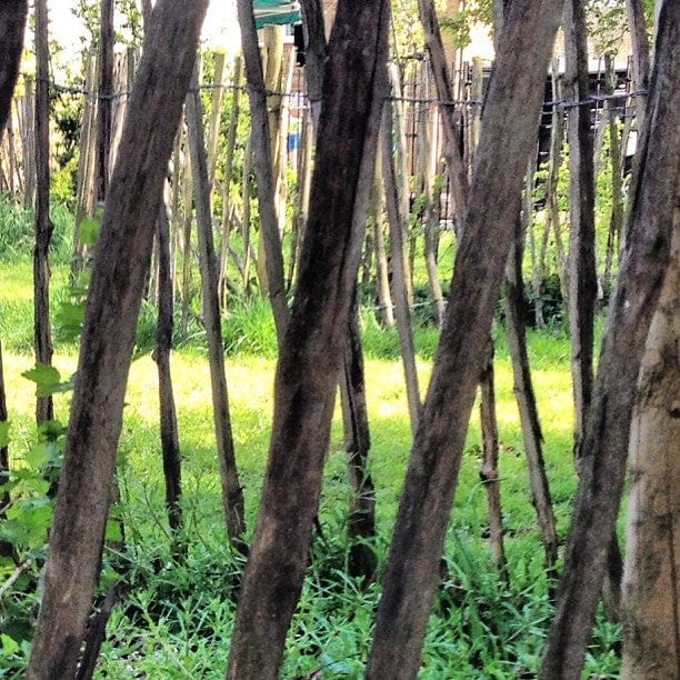 A photo of Haggerston Park