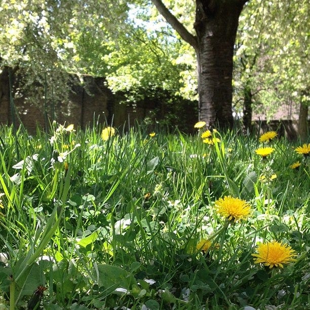 A photo of Haggerston Park