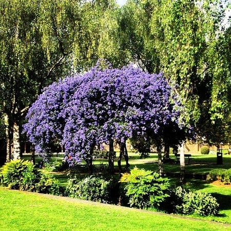 A photo of Haggerston Park