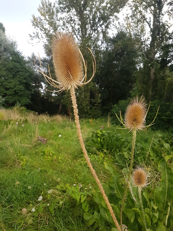 A photo of Mile End Park