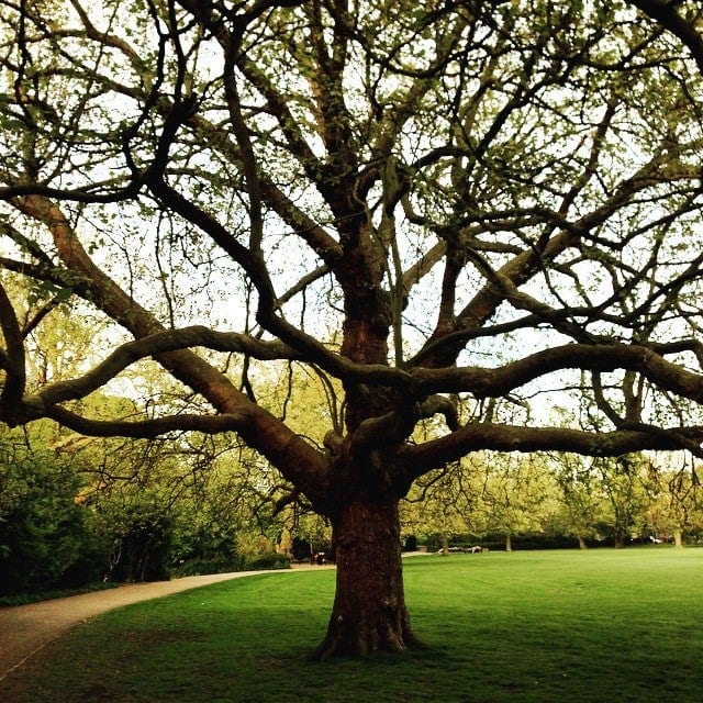 A photo of Peckham Rye Park