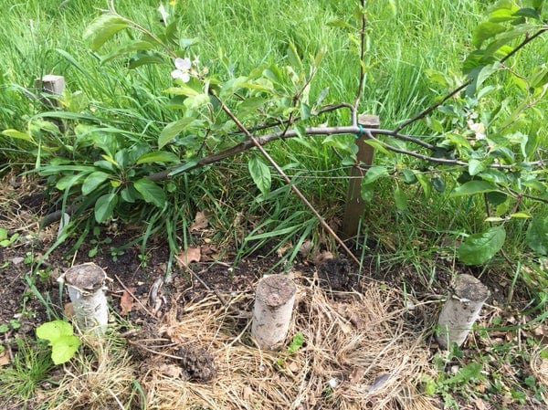 A photo of St Mary's Secret Garden
