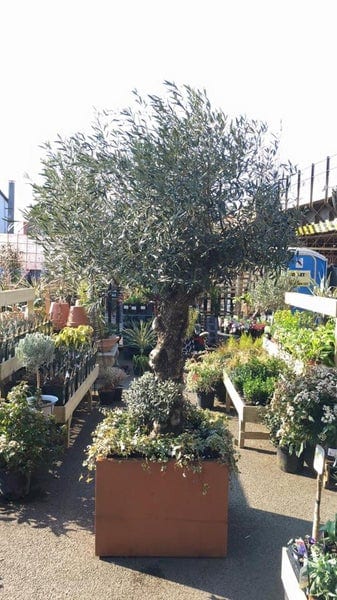 A photo of The Nunhead Gardener