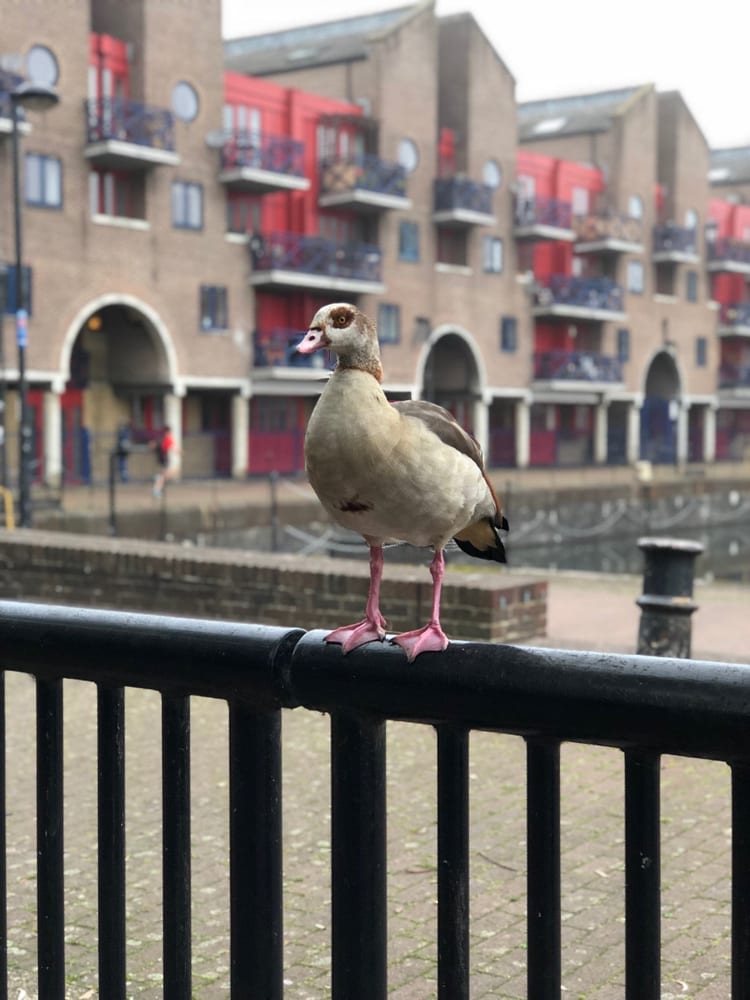 A photo of Shadwell Basin
