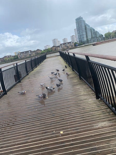 A photo of Cremorne Gardens