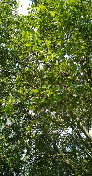 A photo of Brimmington Park
