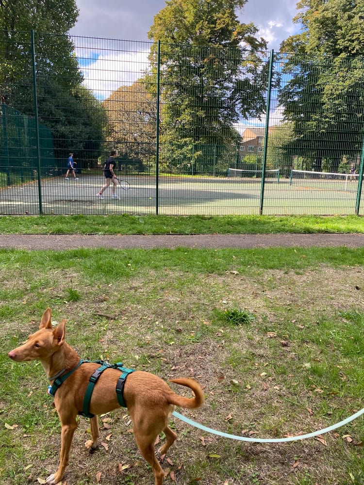 A photo of Brunswick Park
