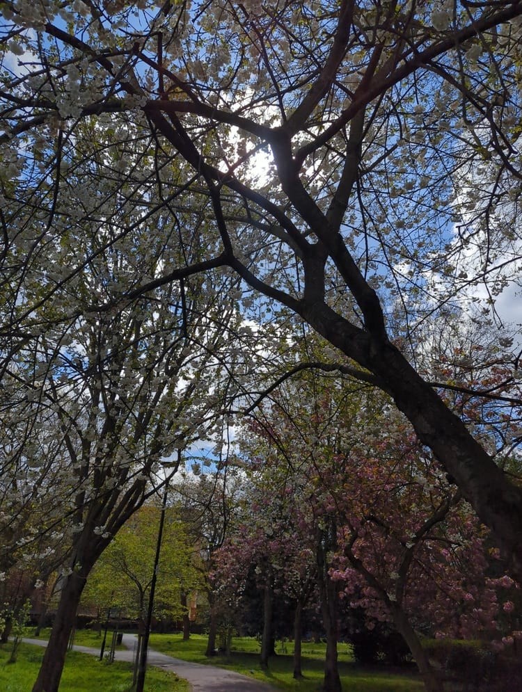 A photo of Meath Gardens