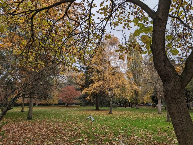 A photo of Museum Gardens