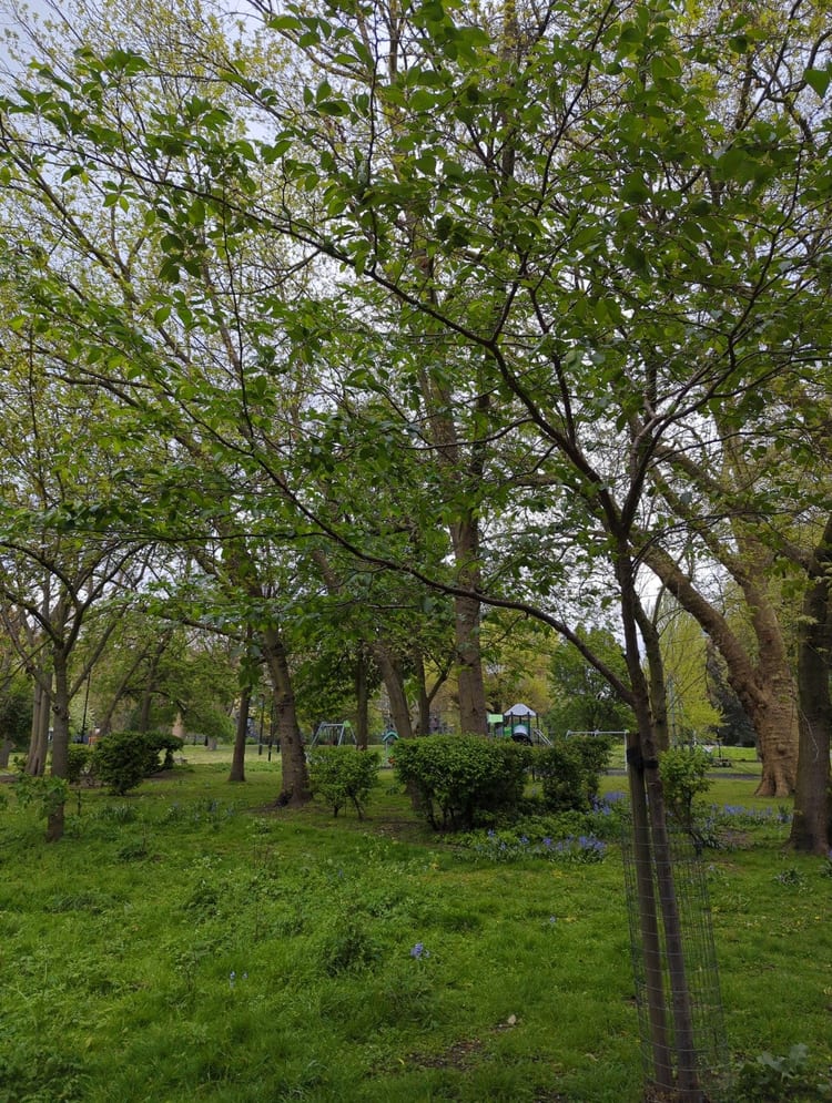 A photo of Meath Gardens