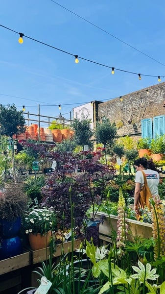 A photo of The Nunhead Gardener