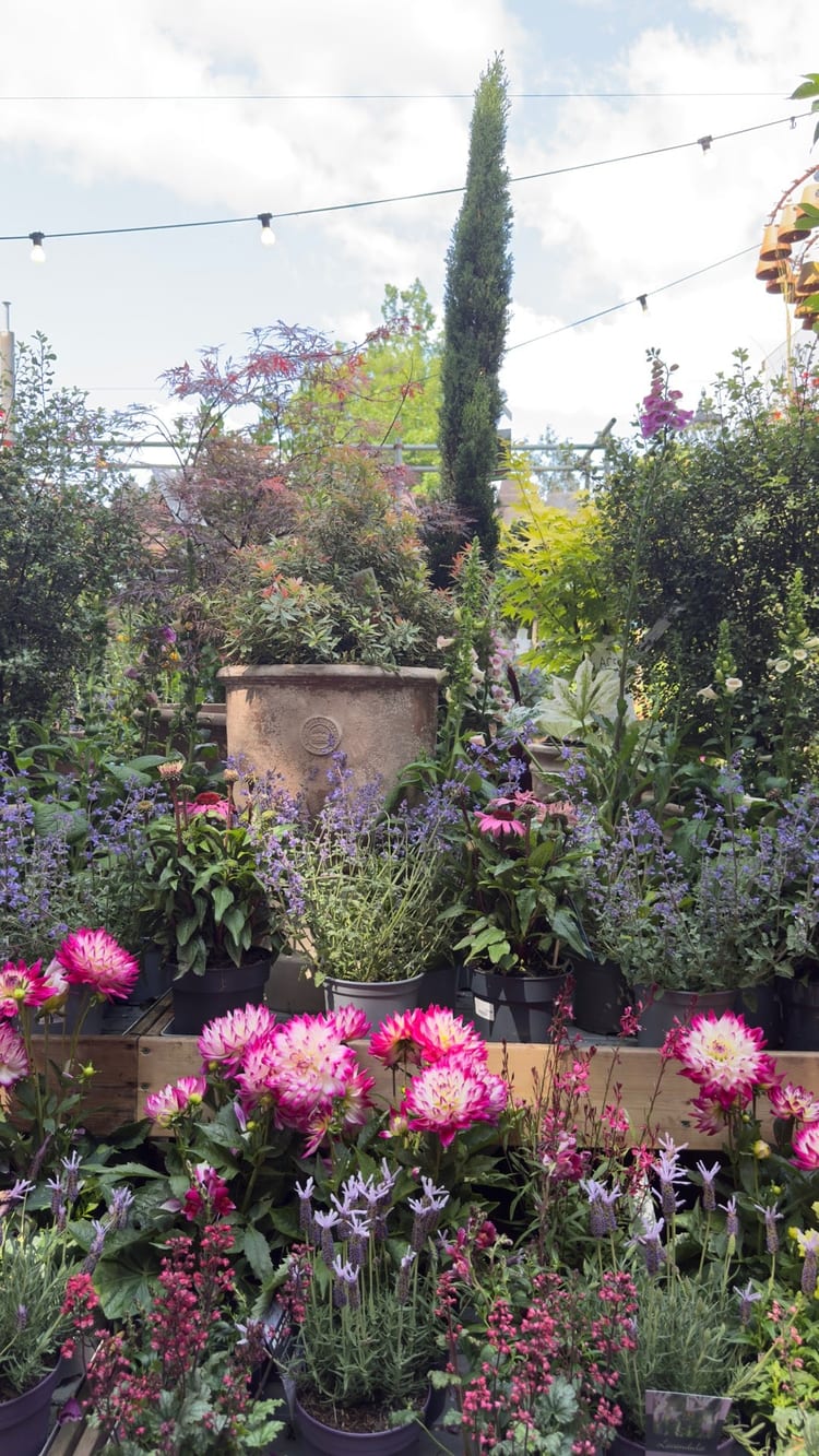 A photo of The Nunhead Gardener
