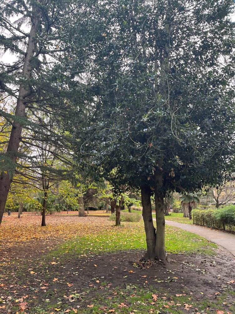 A photo of Museum Gardens